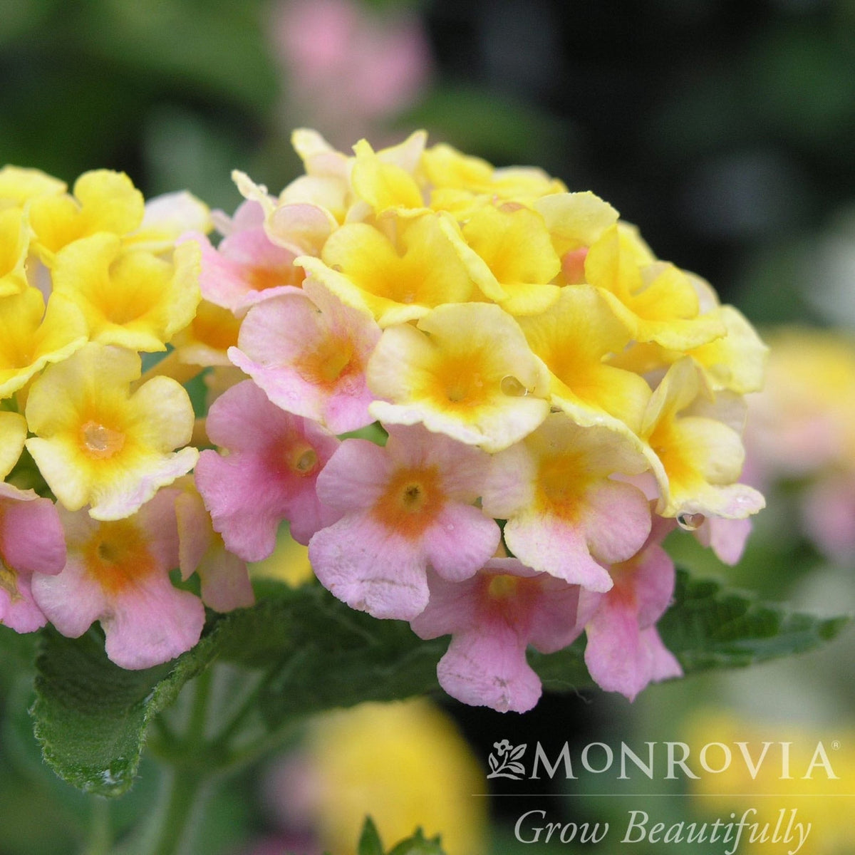 Mary Ann Lantana