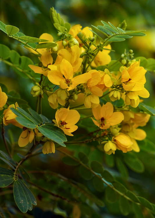 Cassia Cinnamon (Cinnamomum cassia)