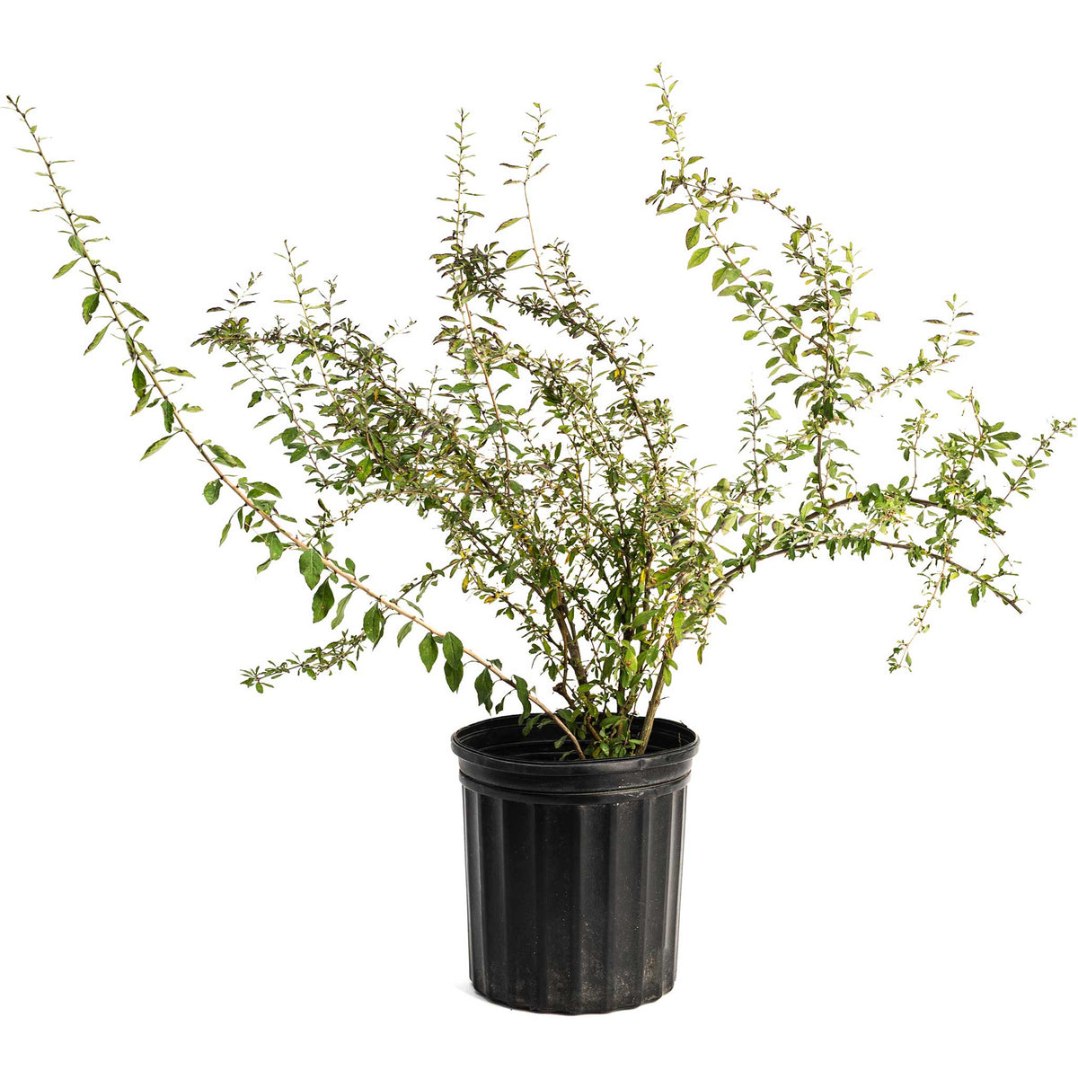 Goji Berry