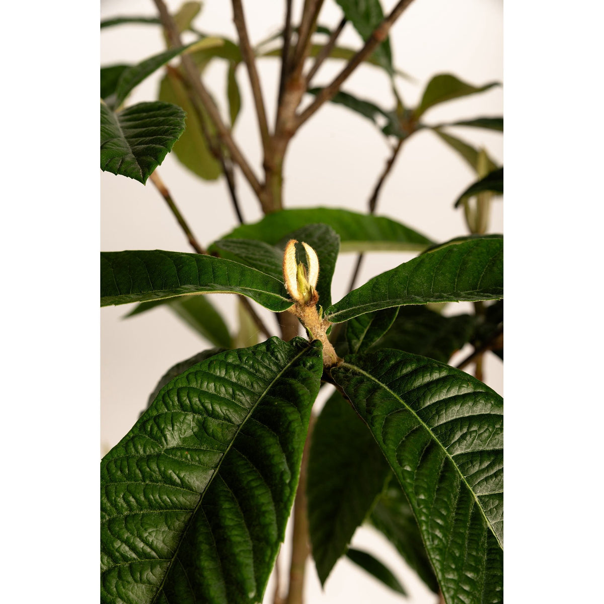 Japanese Loquat
