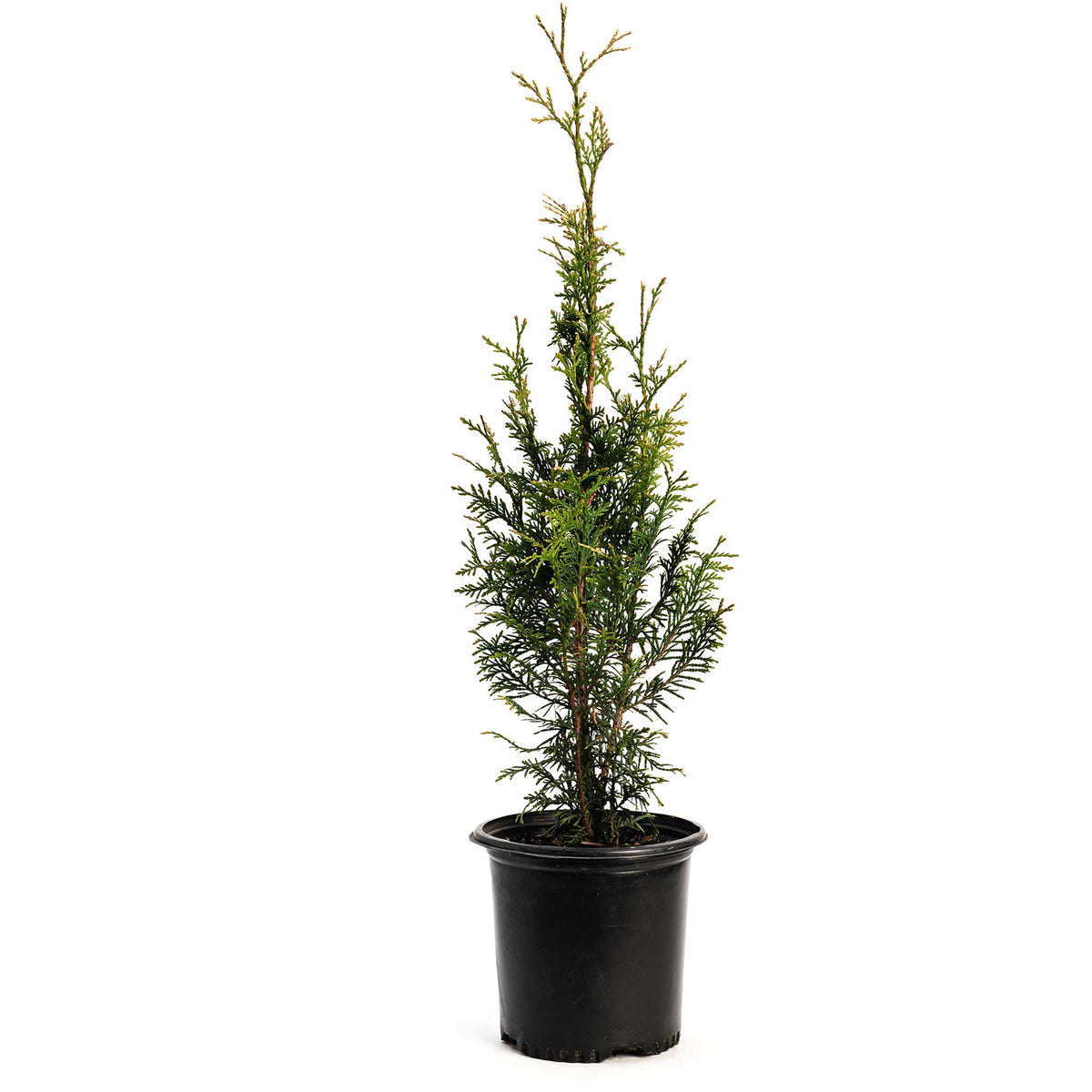 Junior Giant Thuja Tree