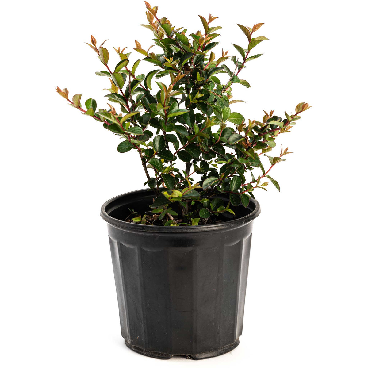 Bellini® Grape Crape Myrtle