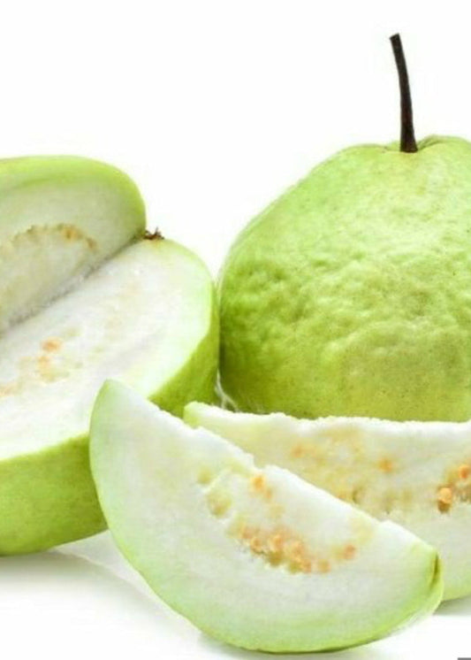 Guava 'Thai White' (Psidium guajava)