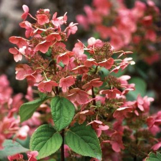 Quick Fireยฎ Hydrangea Tree