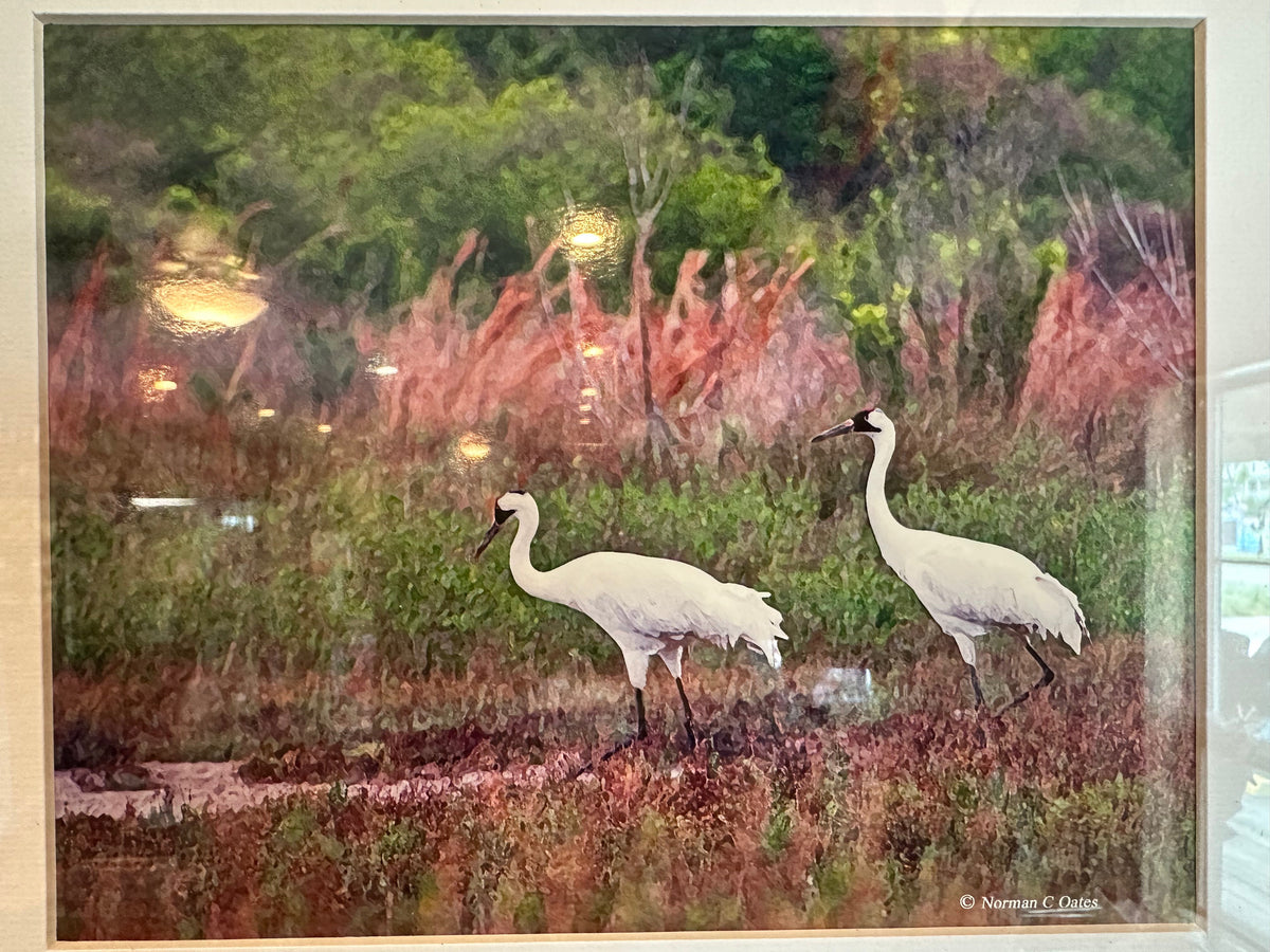 Norman C. Oates – Framed Coastal Wildlife Artwork