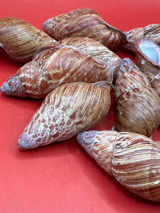 Chrysallis chrysalidformis Land Snail Shells – 2–3" for DIY Projects
