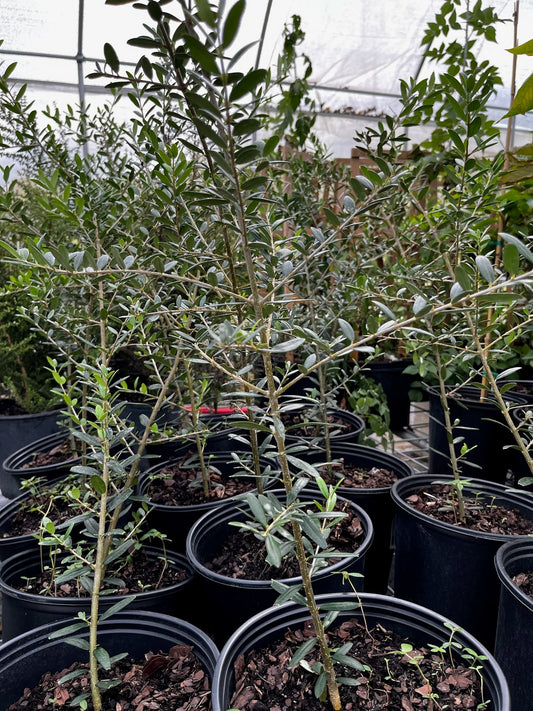 Olive 'Arbequina' (Olea europea)