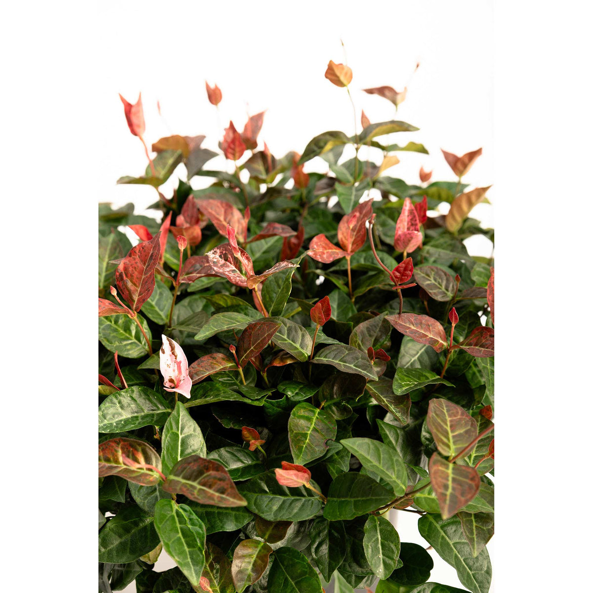 Snow-N-Summer™ Asiatic Jasmine
