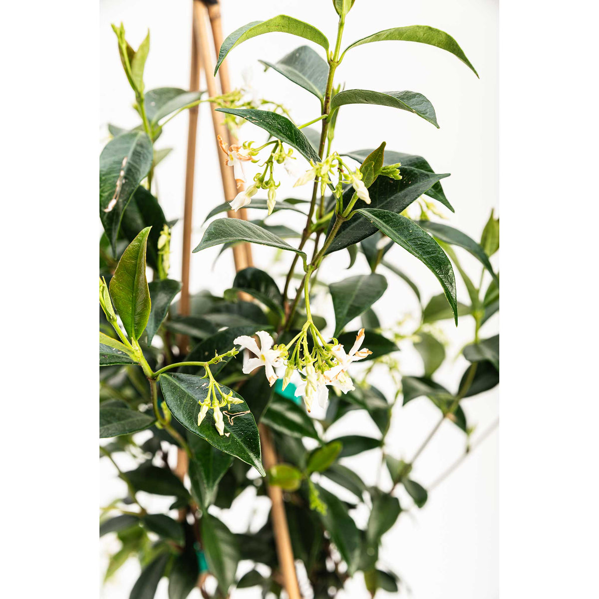 Star Jasmine