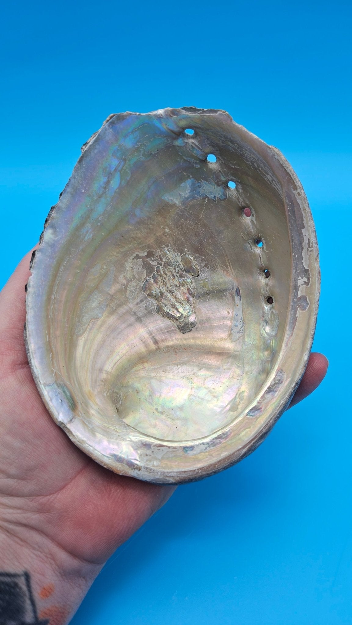 Black Abalone Shell Display – Haliotis cracherodii 5.1"