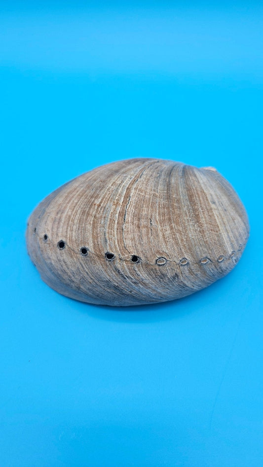 Black Abalone Shell Display – Haliotis cracherodii 5.1"