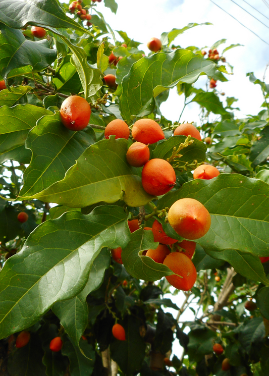Peanut Butter Fruit (Bunchosia argentea)