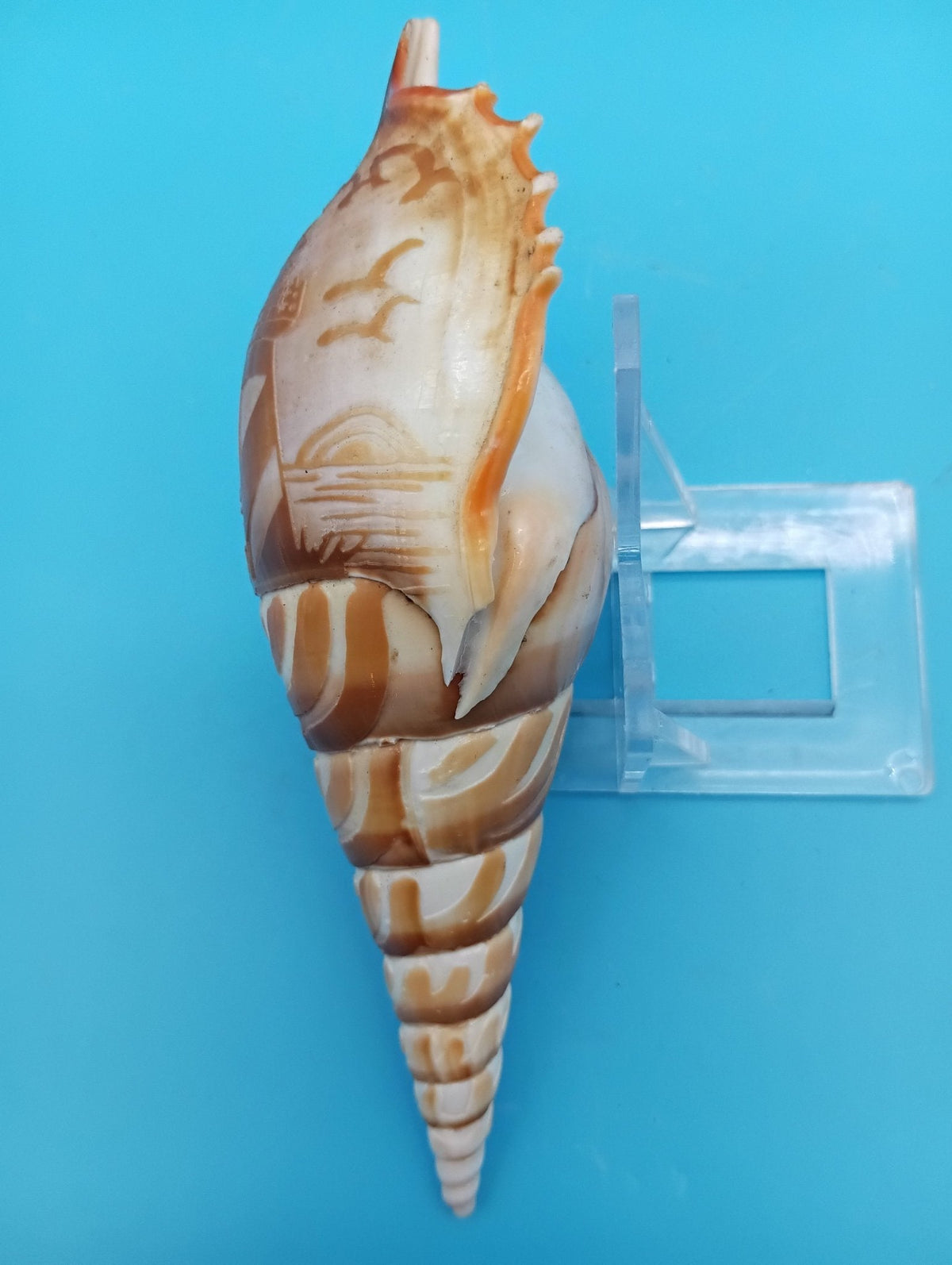 Carved Tibia Shell with Lighthouse Scene – 5"