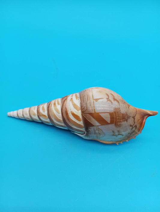 Carved Tibia Shell with Lighthouse Scene – 5"