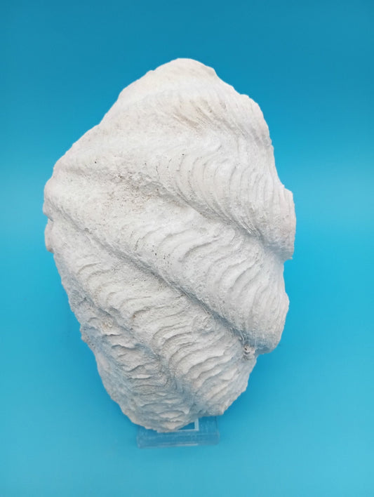 Derasa Clam Shell Half– Tridacna derasa