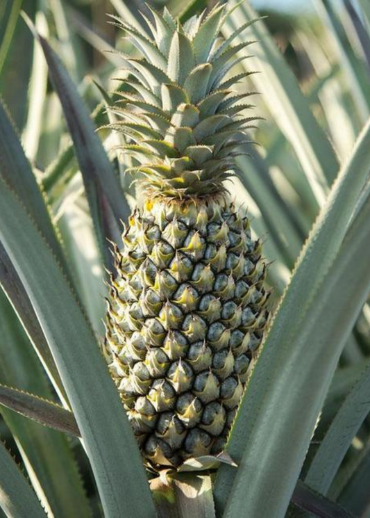 Pineapple 'Florida Special' (Ananas comosus)