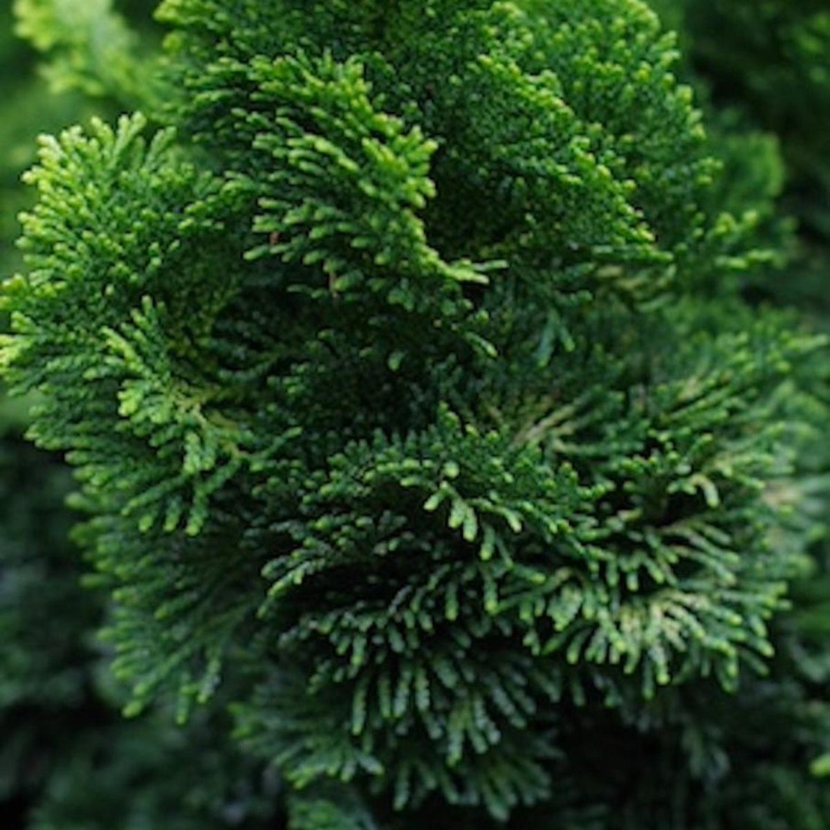 Dwarf Hinoki Cypress