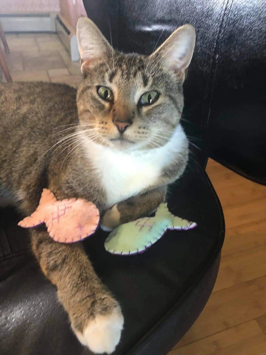 Organic Cat-Nip Fish Cat Toy!