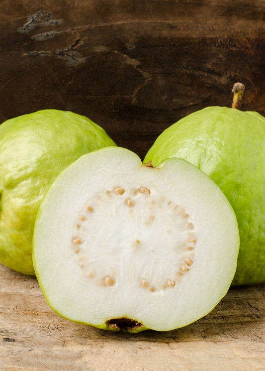 Guava 'Kilo' (Psidium guajava)