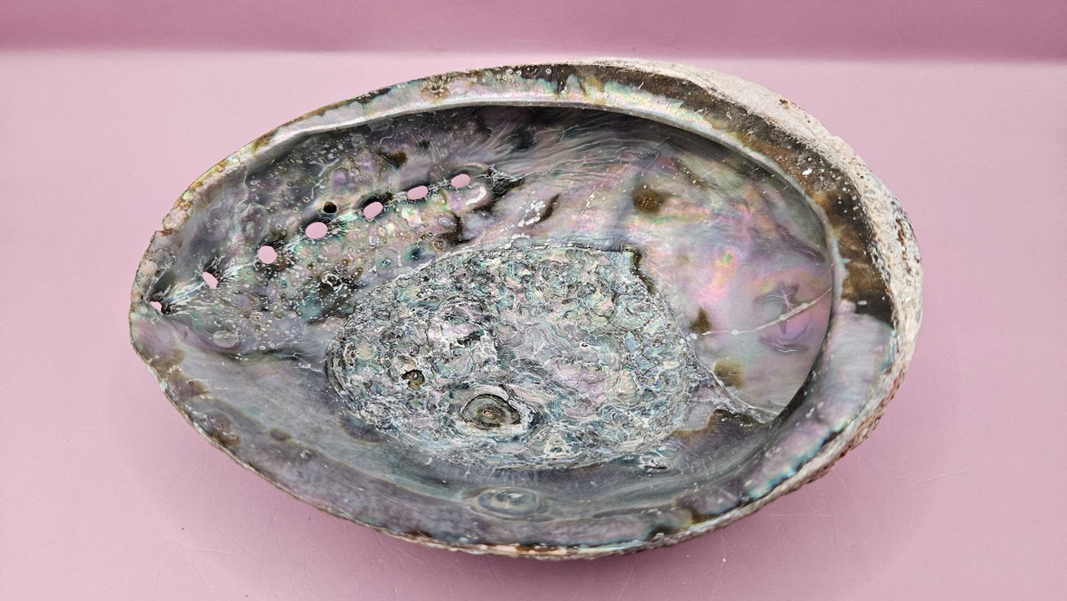 Natural Rainbow Abalone Shell - 6"x4.8" Polished Decorative Shell for Home Décor, Smudging, and Crafting