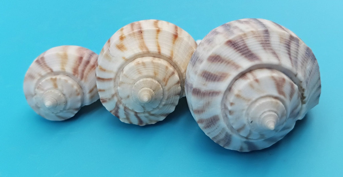 Pear Whelk Shell Trio – Fulguropsis spirata – Coastal Display Shell Decor