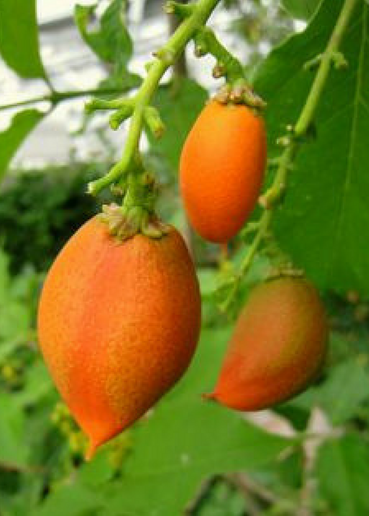 Peanut Butter Fruit (Bunchosia argentea)
