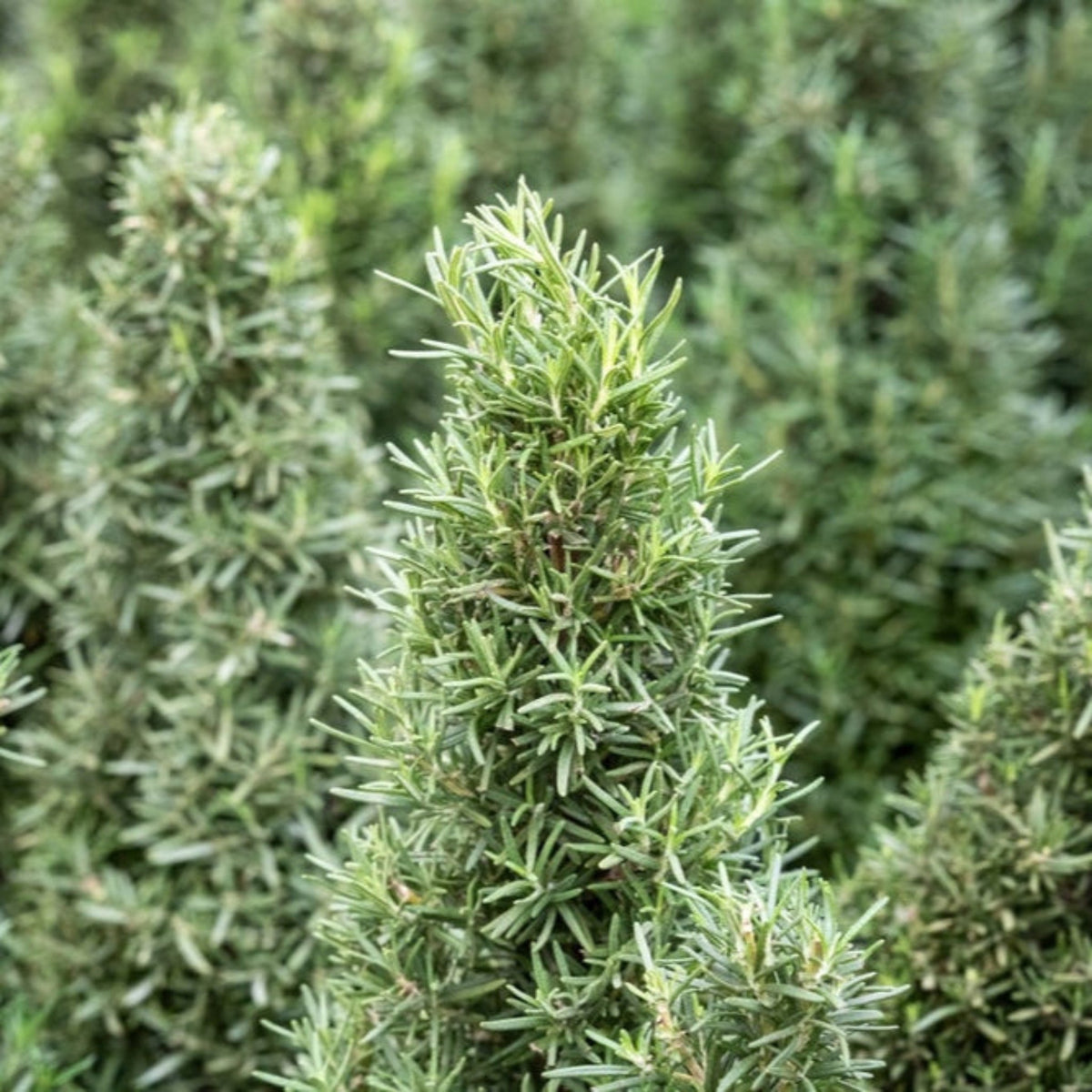 Tuscan Blue Rosemary