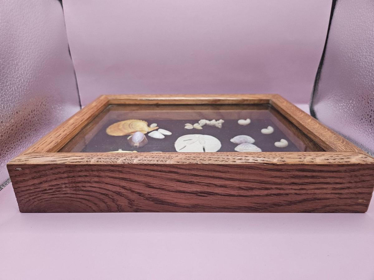Vintage Seashell Shadow Box – Natural Coastal Display (9"x11")