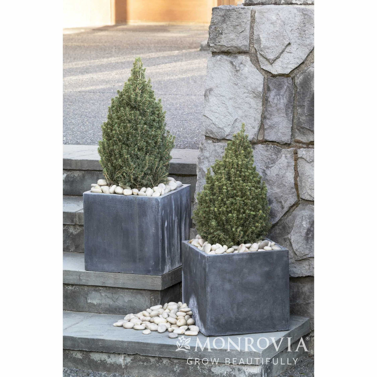 Tiny Tower® Dwarf Alberta Spruce