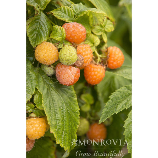 Fall Gold Raspberry