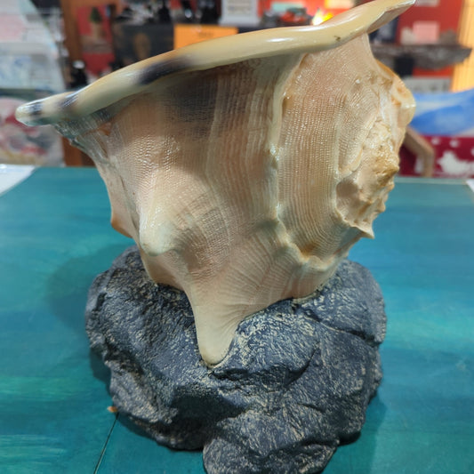 Yellow Helmet Shell on rock base