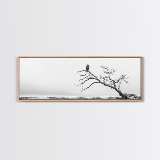 Bald Eagle, Tree Perch, Foggy Coast, Framed Canvas Print, Wildlife Photography, Cabin Wall Art, Rustic Minimalist Decor