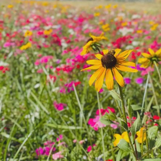 Thanks a Bunch Seed Packets – 25 Pack | Sunflower or Wildflower Seeds