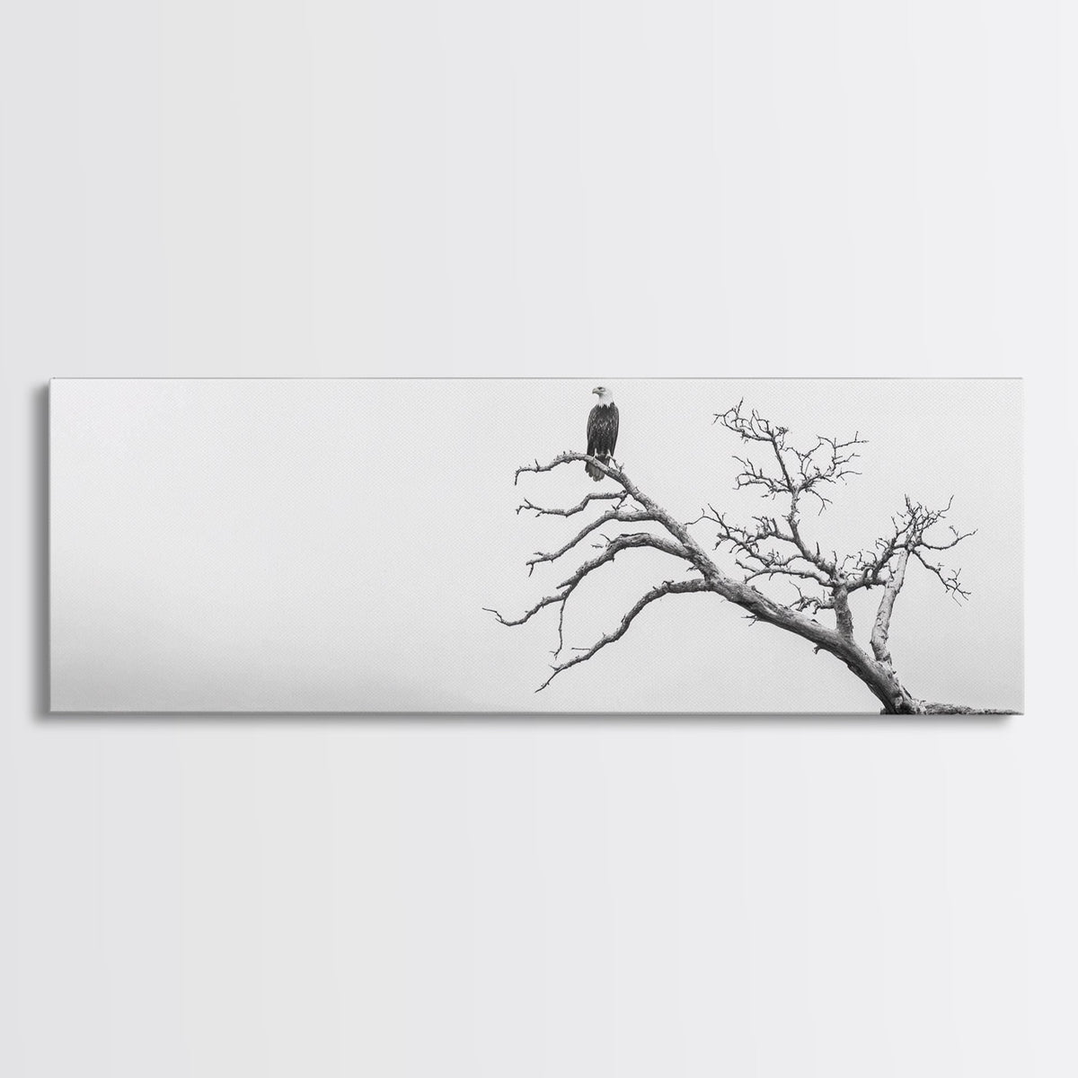 Bald Eagle, Tree Perch, Foggy Coast, Framed Canvas Print, Wildlife Photography, Cabin Wall Art, Rustic Minimalist Decor