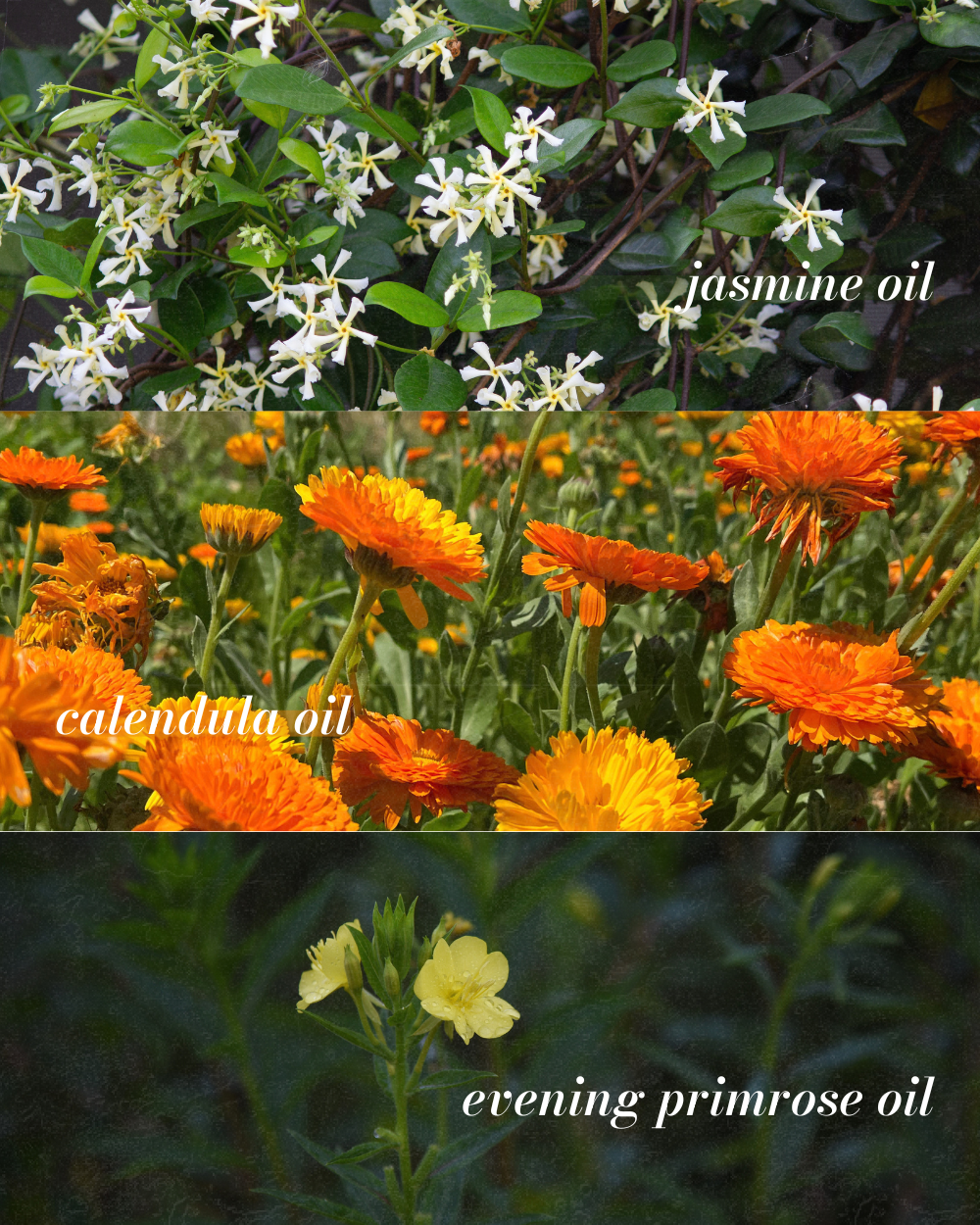 Jasmine Nectar - Essential Oil-Free, Light-Weight Face Oil