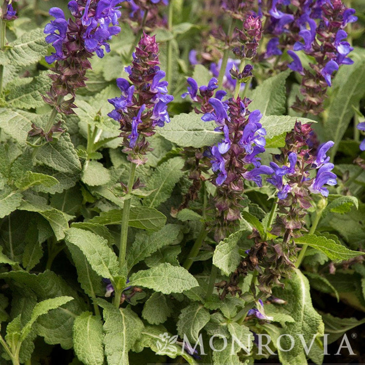 Blue Marvel Salvia