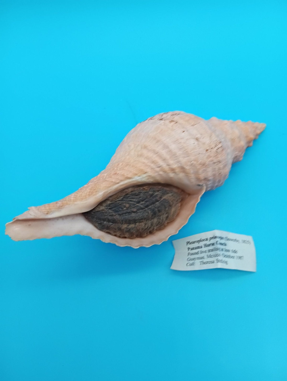 8" Horse Conch Specimen with Operculum & Documentation – Triplofusus giganteus