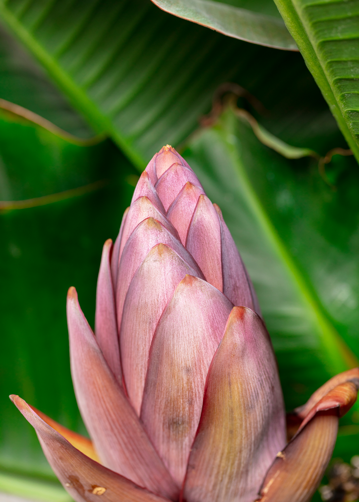 Banana 'Dwarf Cavendish' (Musa acuminata)