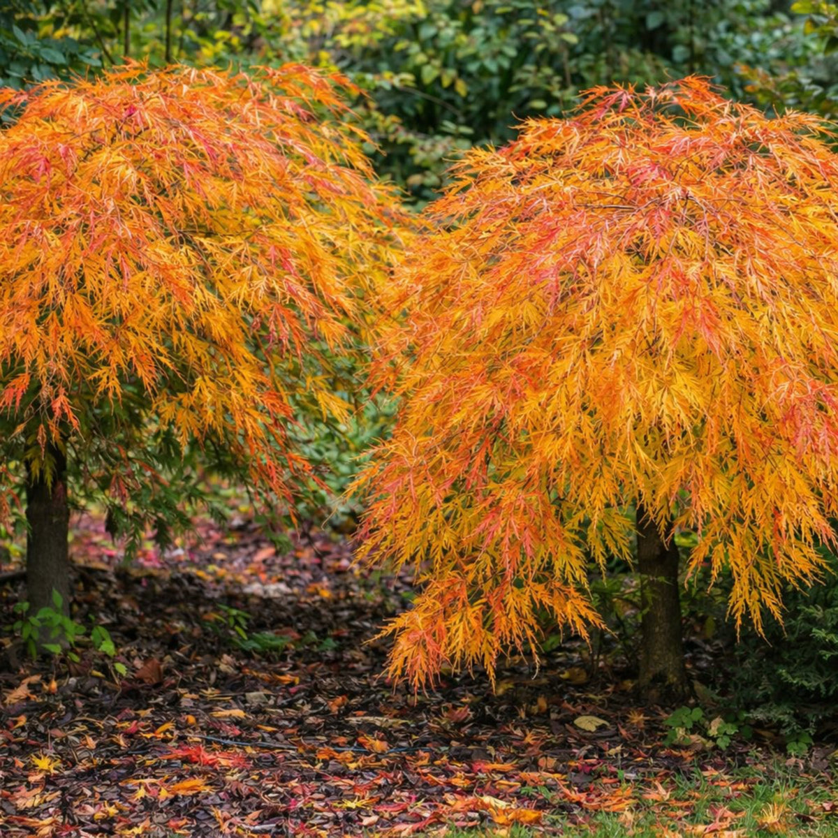 Waterfall Japanese Maple