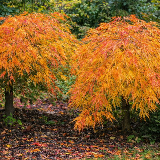 Waterfall Japanese Maple