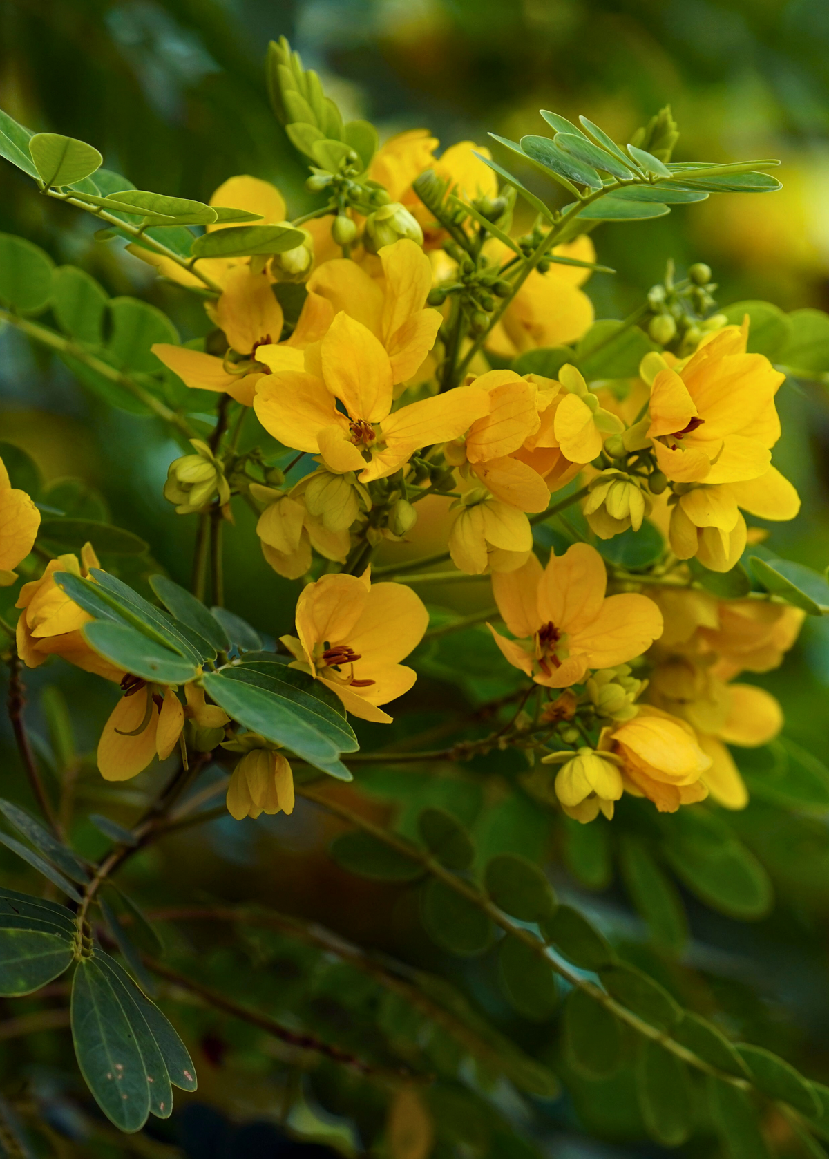 Cassia Cinnamon (Cinnamomum cassia)