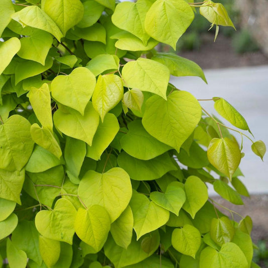 Golden Falls® Redbud Tree