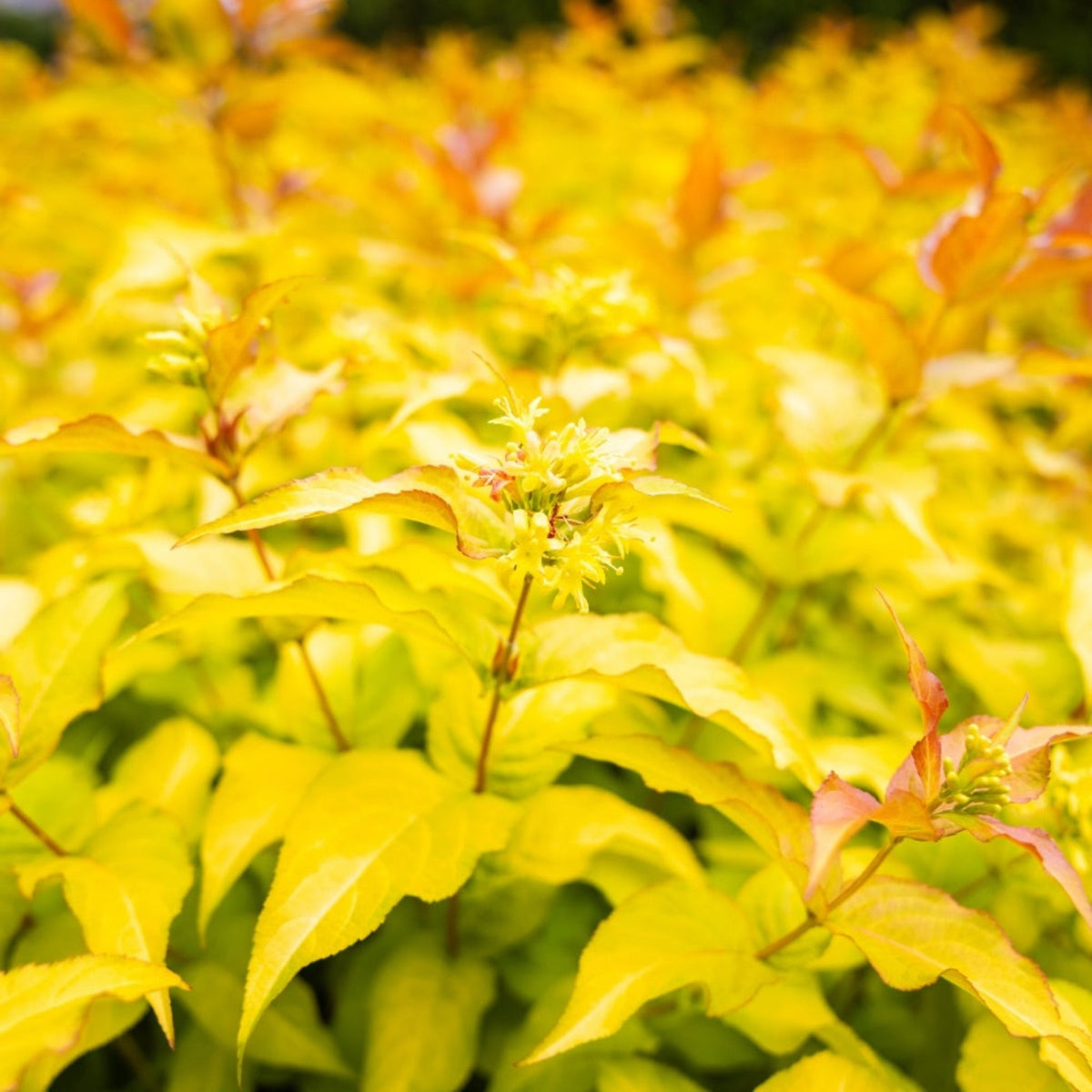 Firefly® Bush Honeysuckle