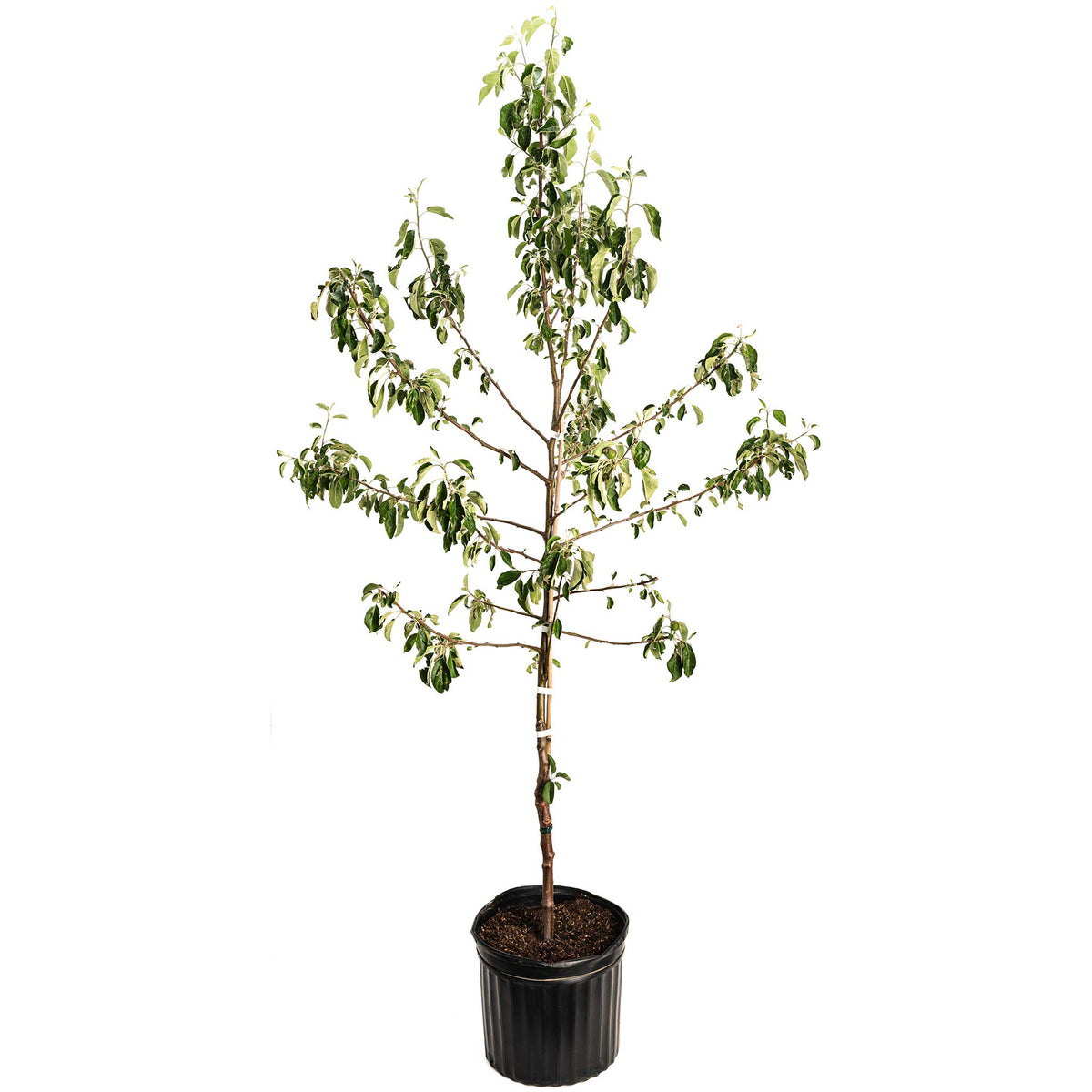 Honeycrisp™ Apple Tree