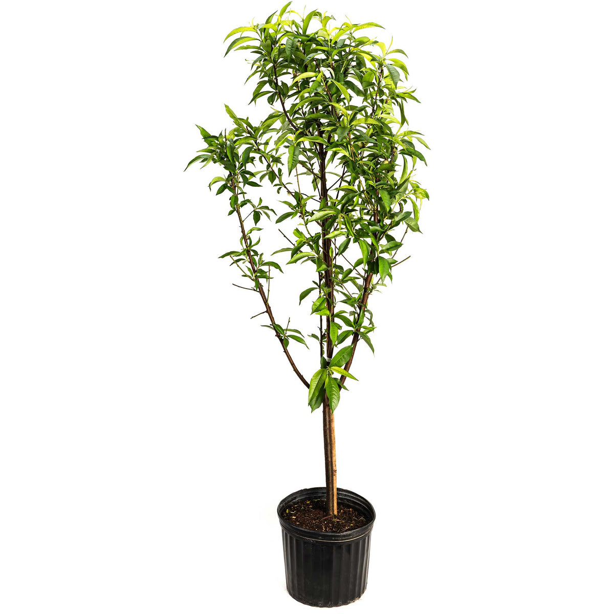 Multi-Fruit Peach Tree