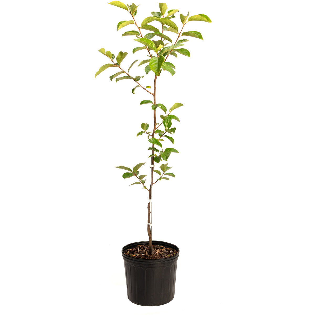 Fuyu Persimmon