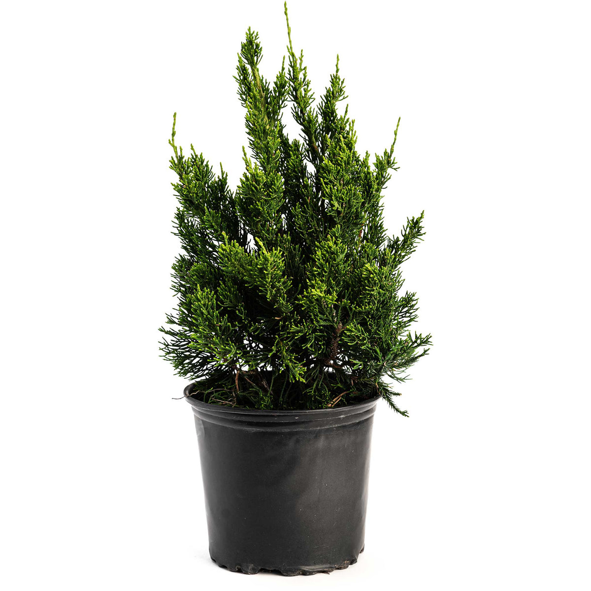 Hollywood Juniper Tree