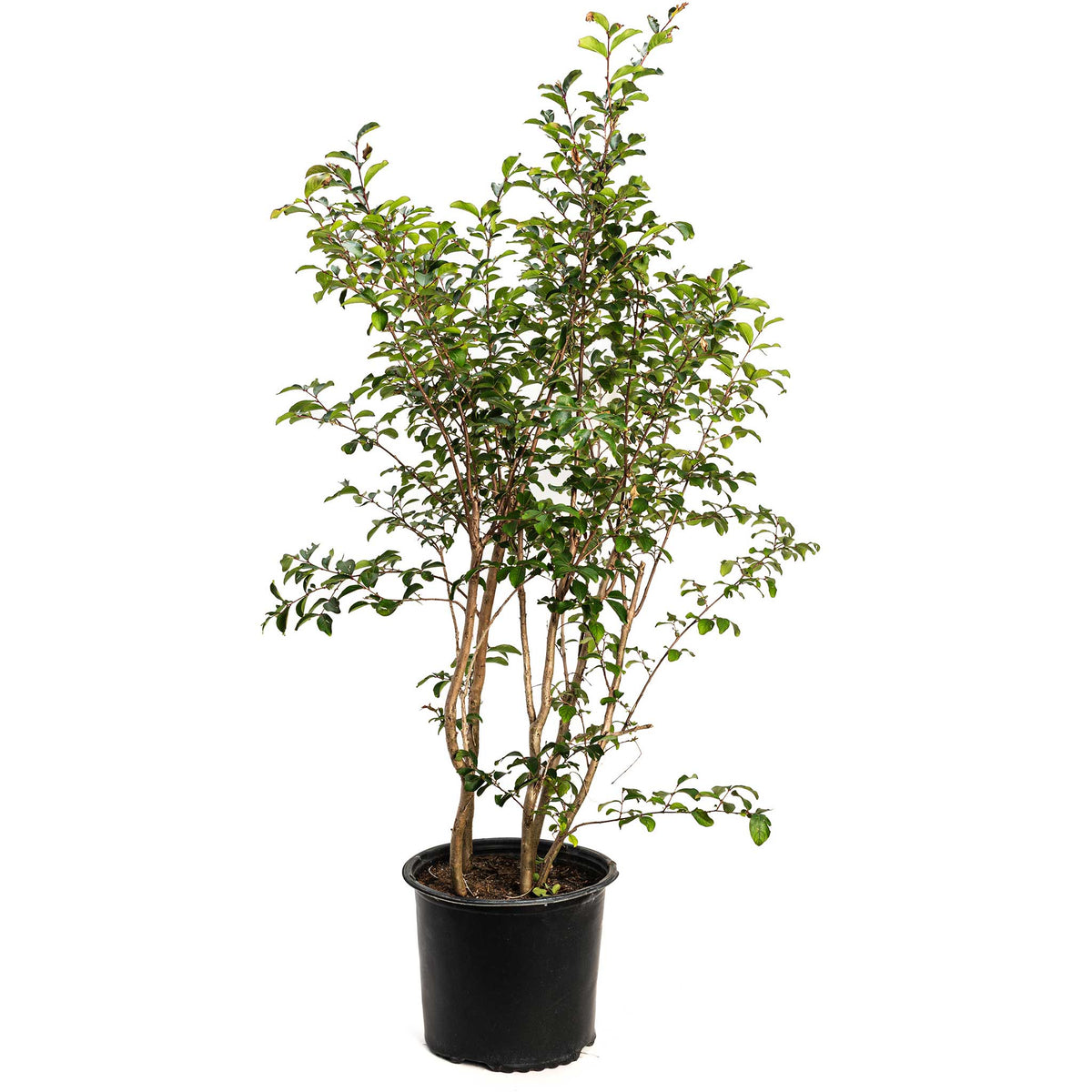 Tuscarora Crape Myrtle