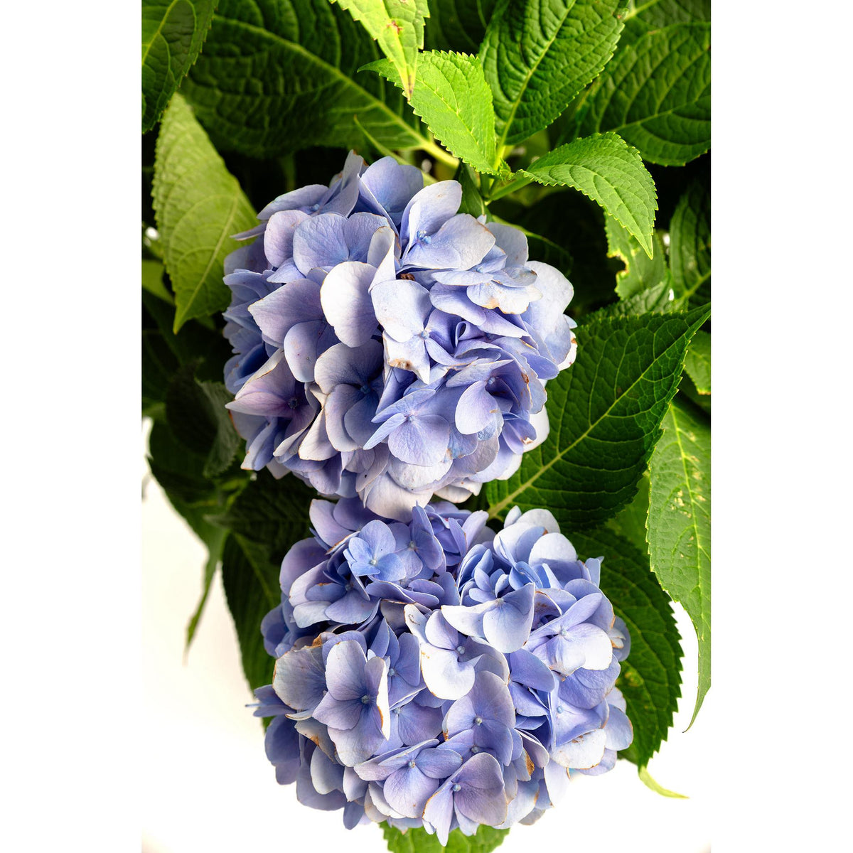 Endless Summer® Hydrangea