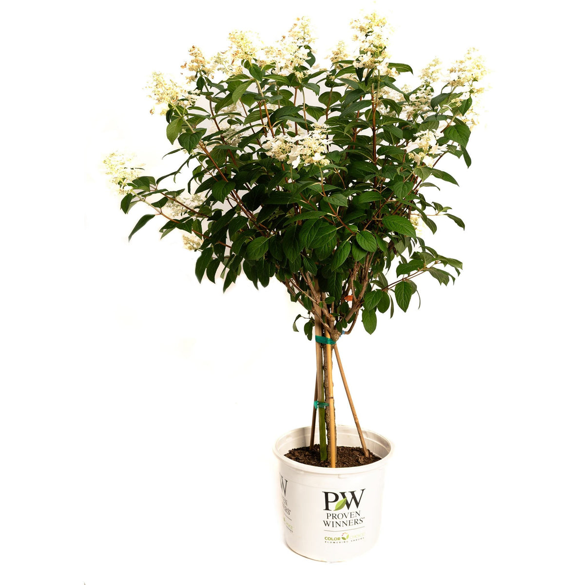 Quick Fire® Hydrangea Tree